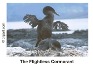 Picture of the Flightless Cormorant