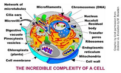 Picture Showing the Complexity of a Cell