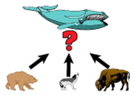 Picture Showing the Possible Evolution From Mammal to Whale