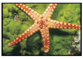 Picture of a Starfish