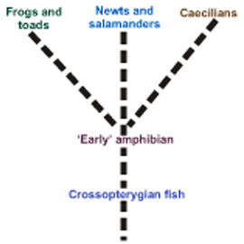 Picture Showing the Theory of Amphibian Evolution