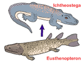 Picture Showing the Supposed Transition From Fish To Reptile