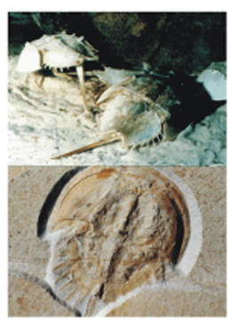 Picture Showing Horseshoe Crabs the Same after a Supposed 500 Million Years