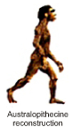 Picture of an Australopithecine Reconstruction
