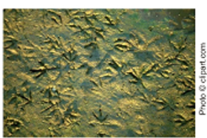 Picture of Fossil Bird Tracks