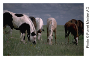 Picture Showing Horses Grazing