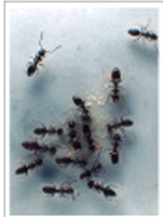 Picture of an Ant Community