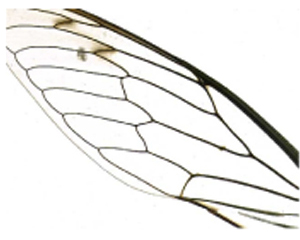 Picture of a Insect Wing