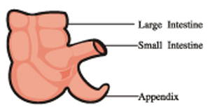 Picture of an Appendix