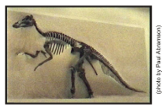Picture Showing the Fossil Edmontosaurus