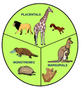 Picture Showing the Three Sub-classes of Mammals