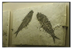 Picture Showing some Fish Fossils