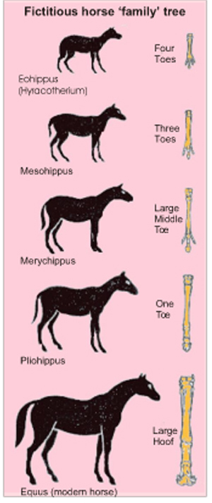 Picture Showing How the Horse Supposedly Evolved
