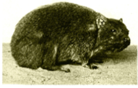 Picture of a Hyrax