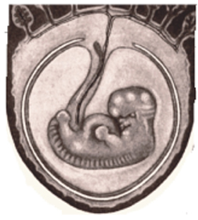 Picture of a Human Embryo