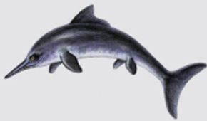Picture Showing an Ichthyosaur