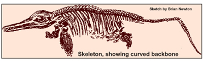 Picture Showing a Skeleton of a Ichthyosaur