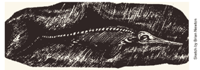 Picture Showing a Ichthyosaur Fossil with Skin Impression