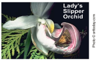 Picture of a Lady's Slipper Orchid