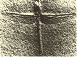 Picture of a Fossil Dragonfly