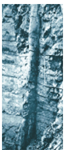 Picture of a Polystrate Tree-trunk