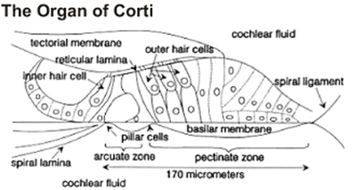 Picture Showing the Organ of Corti