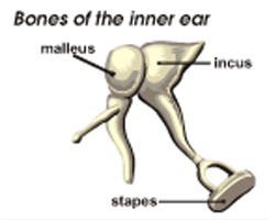 Picture Showing the Bones of the Inner Ear