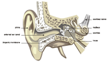Diagram of the Inner Ear
