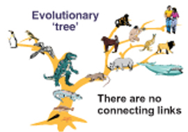 Picture of the Evolutionary Tree