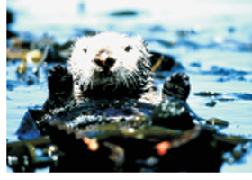 Picture of an Otter Using a Stone