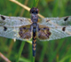Picture of a dragonfly.