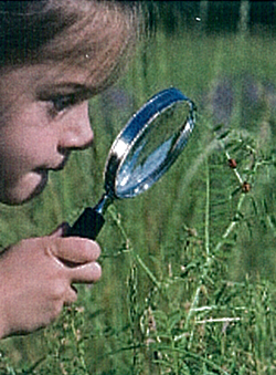 Picture of a Child Examining Something