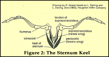 Figure2: The Sternum Keel