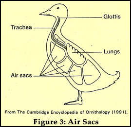 Figure 3: Air Sacs