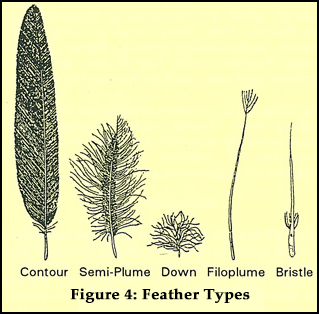 Figure 4: Feathers Types