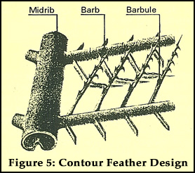 Figure 5: Contour Feather Design
