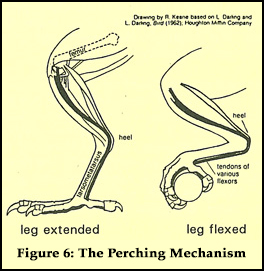 Figure 6: The Perching Mechanism