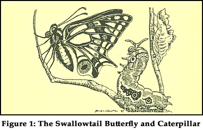 Figure 1: The Swallowtail Butterfly and Caterpiller