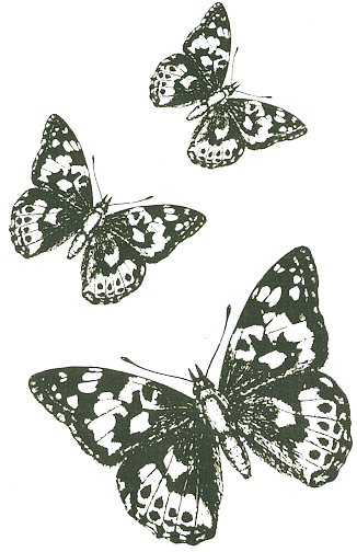 Picture of Butterflies