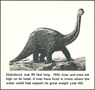 Picture of the Diplodocus, a Dinosaur