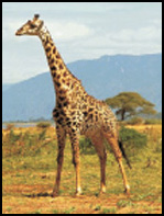 Picture of a Giraffe Standing Tall
