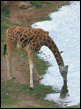 Picture of a Giraffe Stooping to Drink