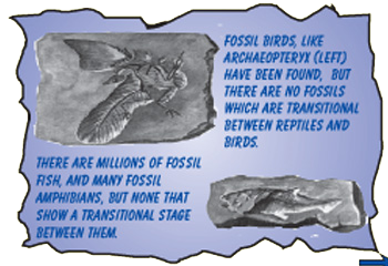 Picture Showing Ancient Fossils of Complex Species