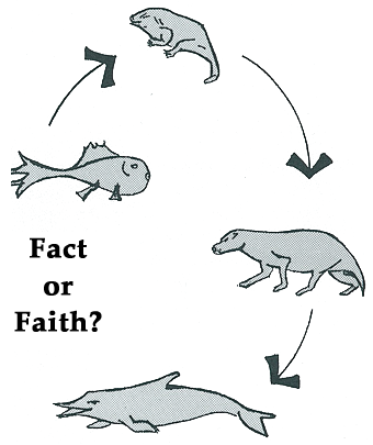 Picture Showing Fish Evolving