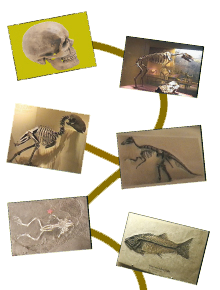 Picture of Different Fossis