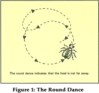 Figure 1: Honeybee Round Dance