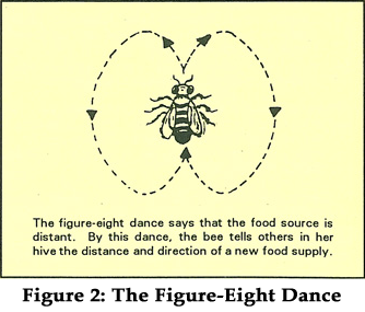 Figure 1: Honeybee Figure-Eight Dance