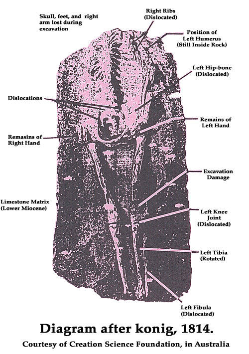 Picture of Miocene Man Skeleton
