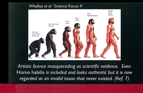Picture Showing Supposed Progression from Ape to Human Found in Childrens Textbooks