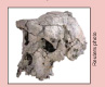 Picture of the Toumai Skull